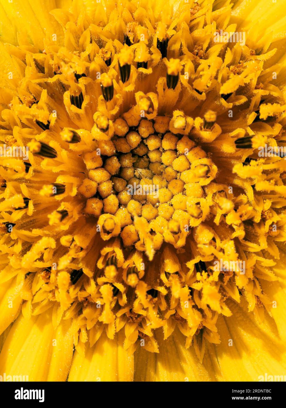 Makroblüte einer jungen Sonnenblume. Geringe Schärfentiefe. Natürlicher blumiger gelber Hintergrund. Stockfoto