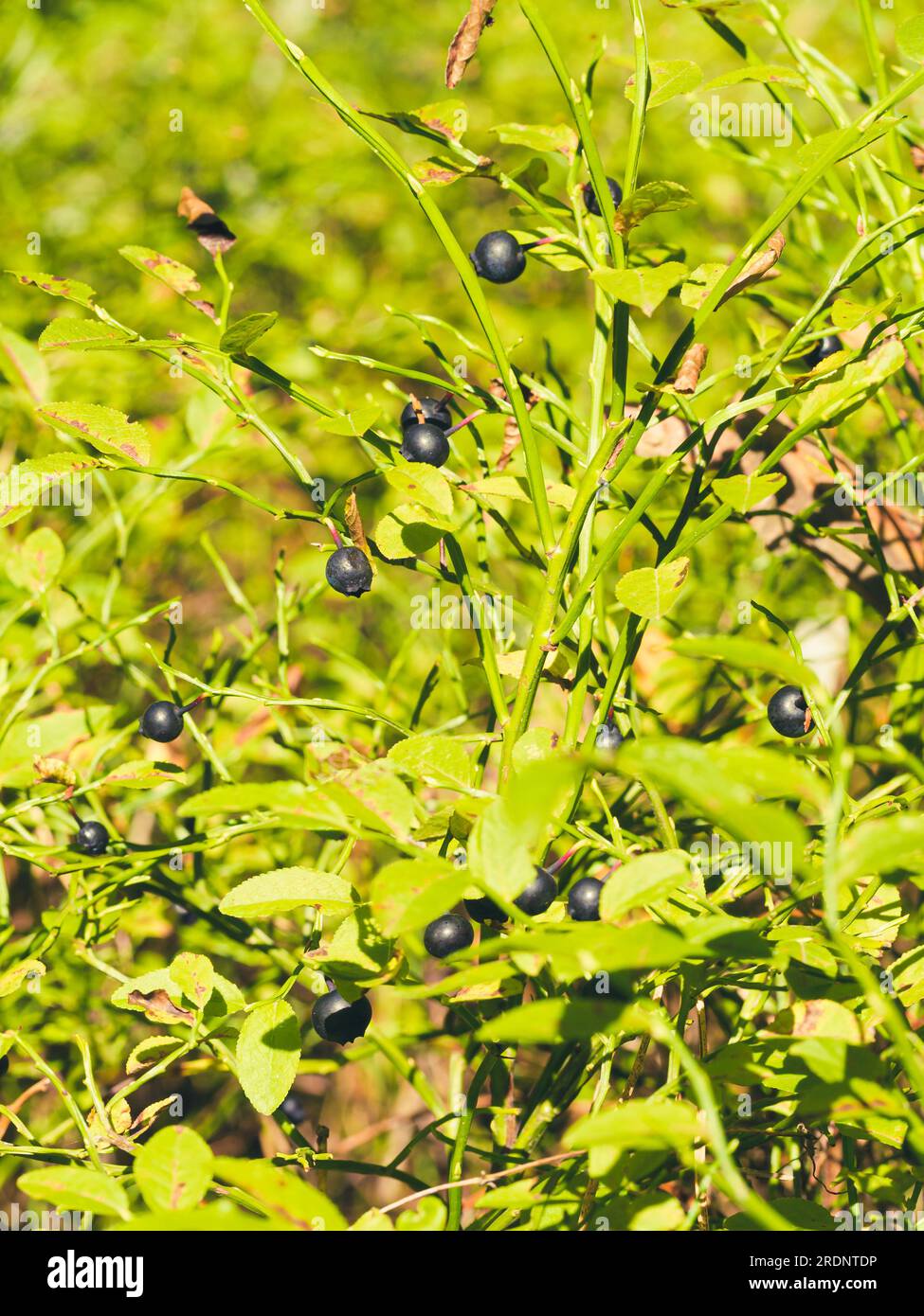 Blaubeerbusch im Wald an einem sonnigen Tag. Blaue Beeren auf Zweigen. Stockfoto