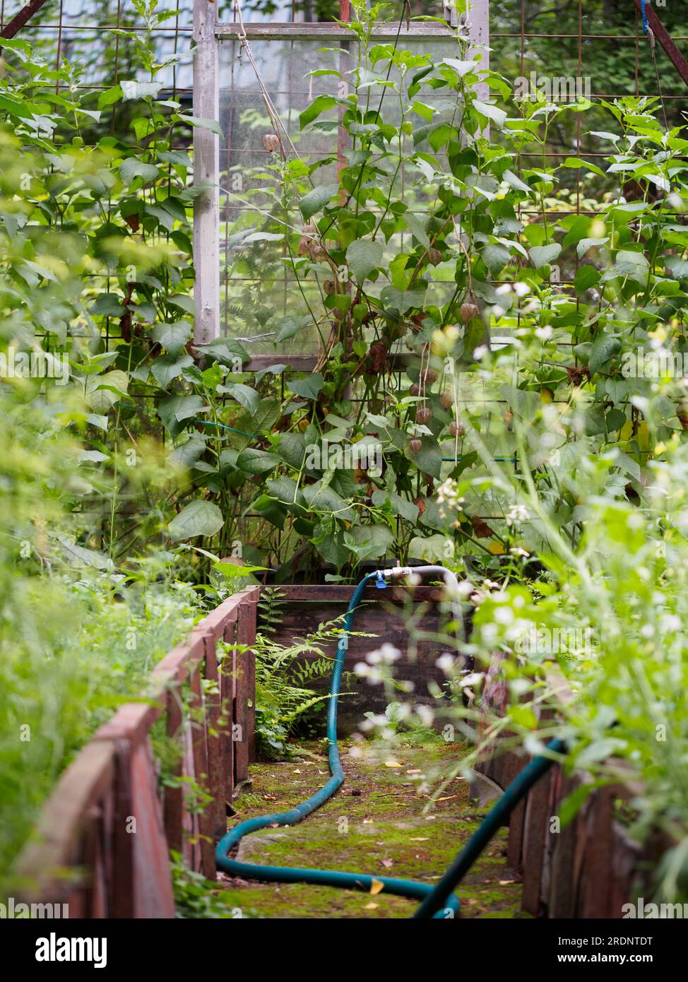 Innenansicht eines alten Gewächshauses mit verschiedenen Pflanzen und einem Bewässerungssystem - einem blauen Schlauch. Der Weg innerhalb des Gewächshauses ist mit Moos und überwuchert Stockfoto