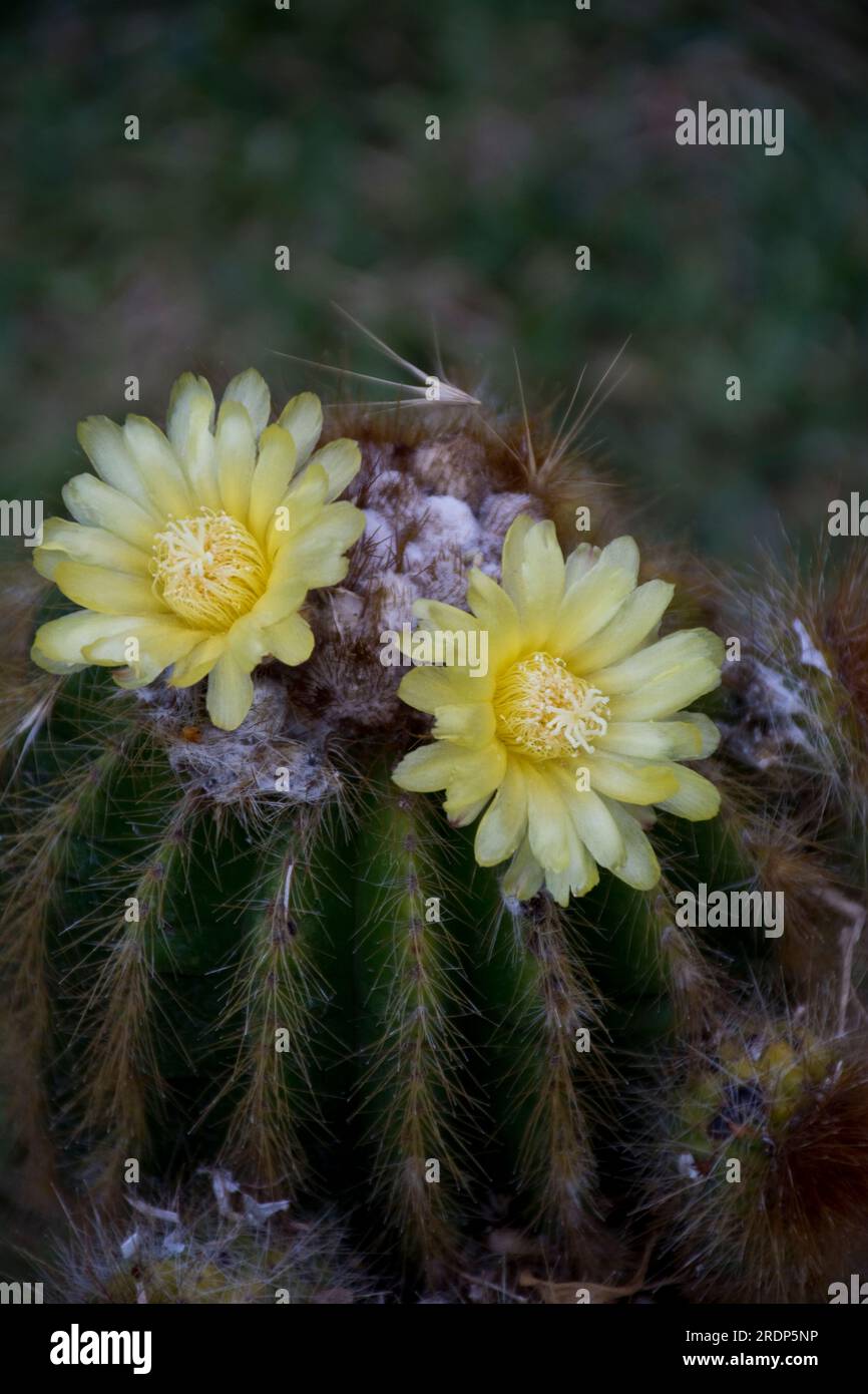 Kaktus mit gelben blten -Fotos und -Bildmaterial in hoher Auflsung  Alamy