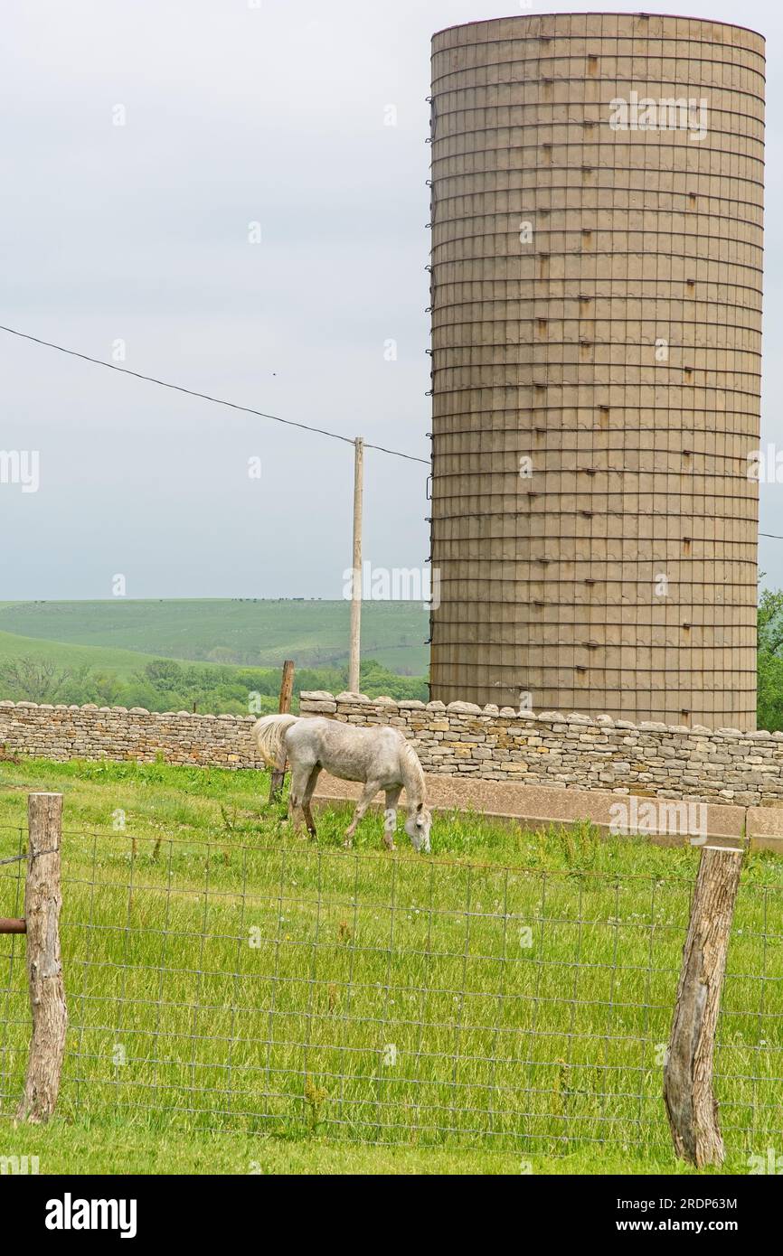 Pferdegrasen in einer Koppel mit Kalksteinwänden auf der Spring Hill Ranch im Tallgrass Prairie National Preserve Stockfoto