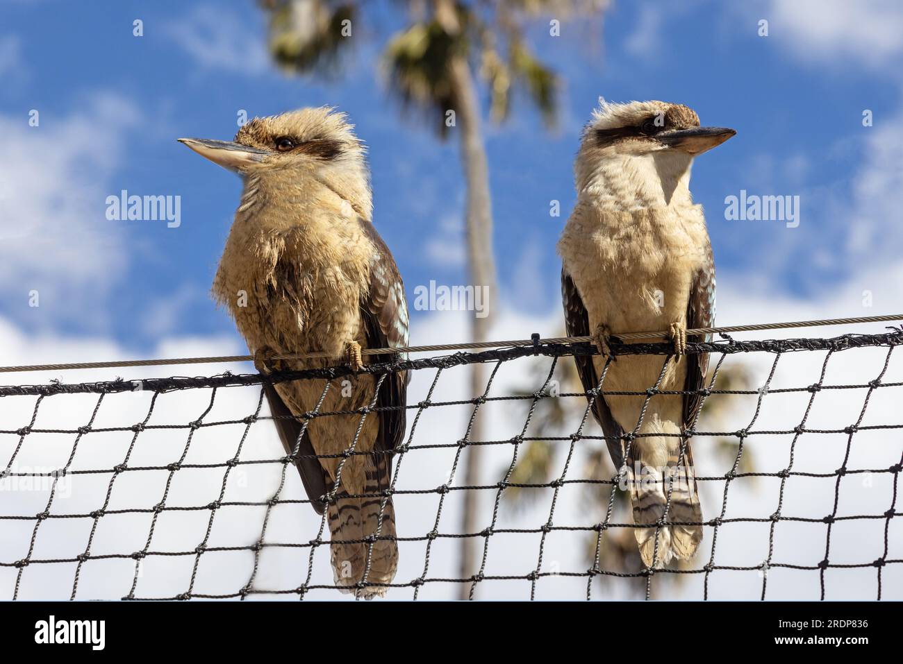 Lachende Kookaburra ist am Zaun Stockfoto