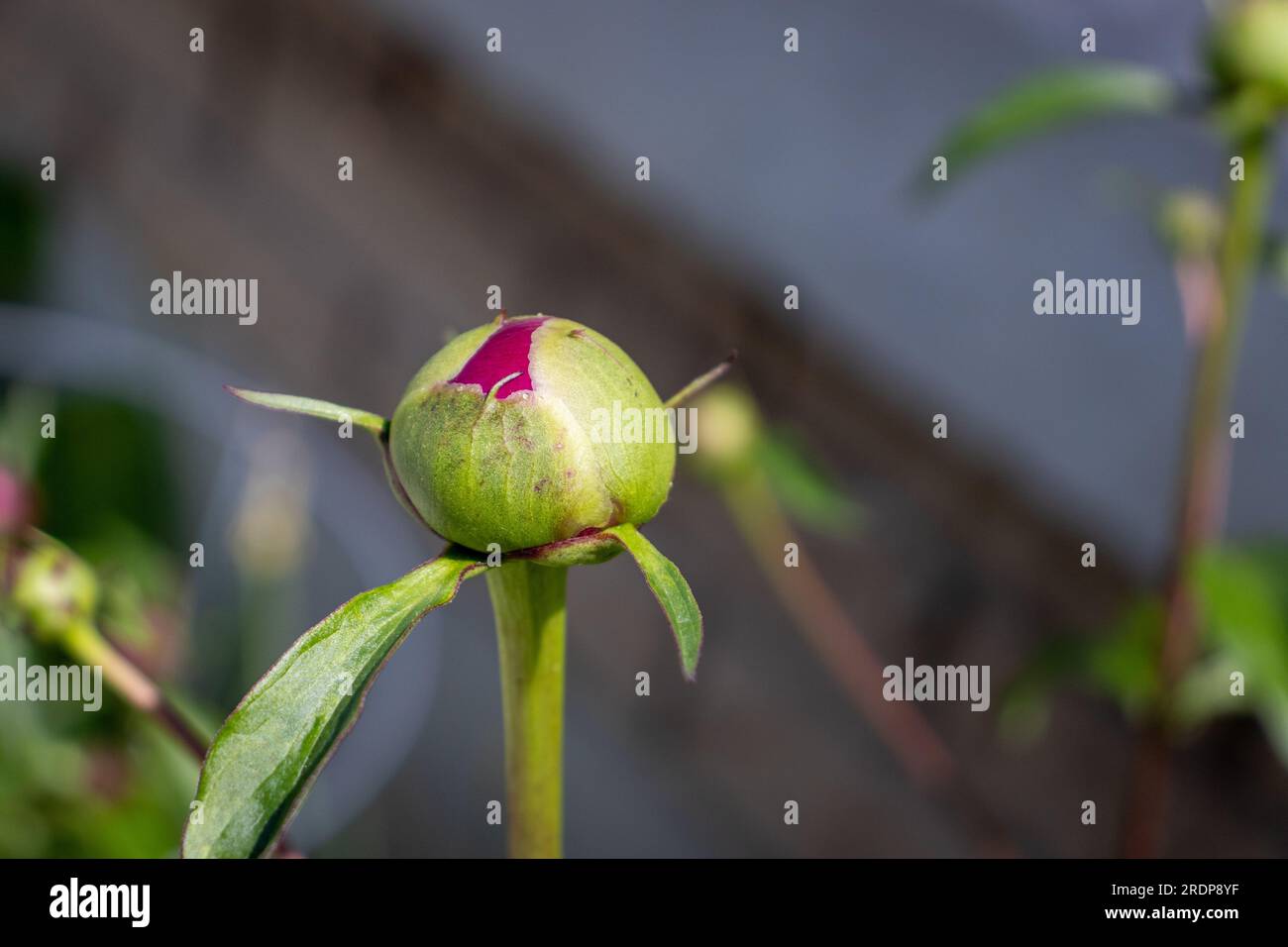 Grüne und pinkfarbene Pfingstrose – Nahaufnahme – verschwommener Gartenhintergrund Stockfoto