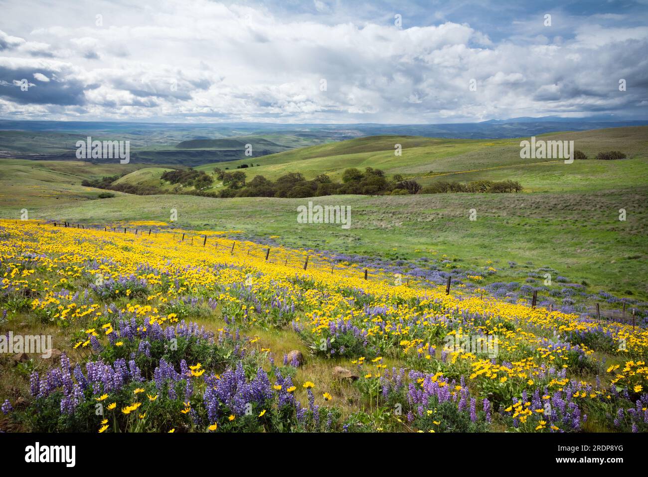 Arrowleaf Balsamroot und Lupine auf einer Wiese der Columbia Hills im Frühling. Columbia Hills State Park, Washington, USA. Stockfoto