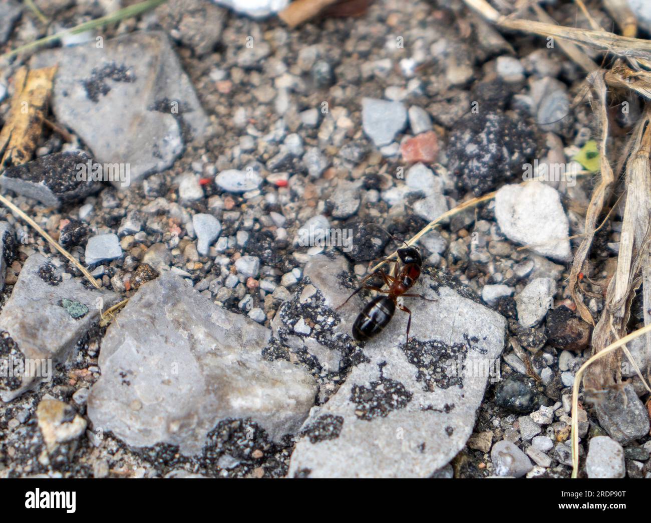 Ameise auf Fels – Nahaufnahme dunkelbrauner Insekten auf Asphaltgrundstücken Stockfoto