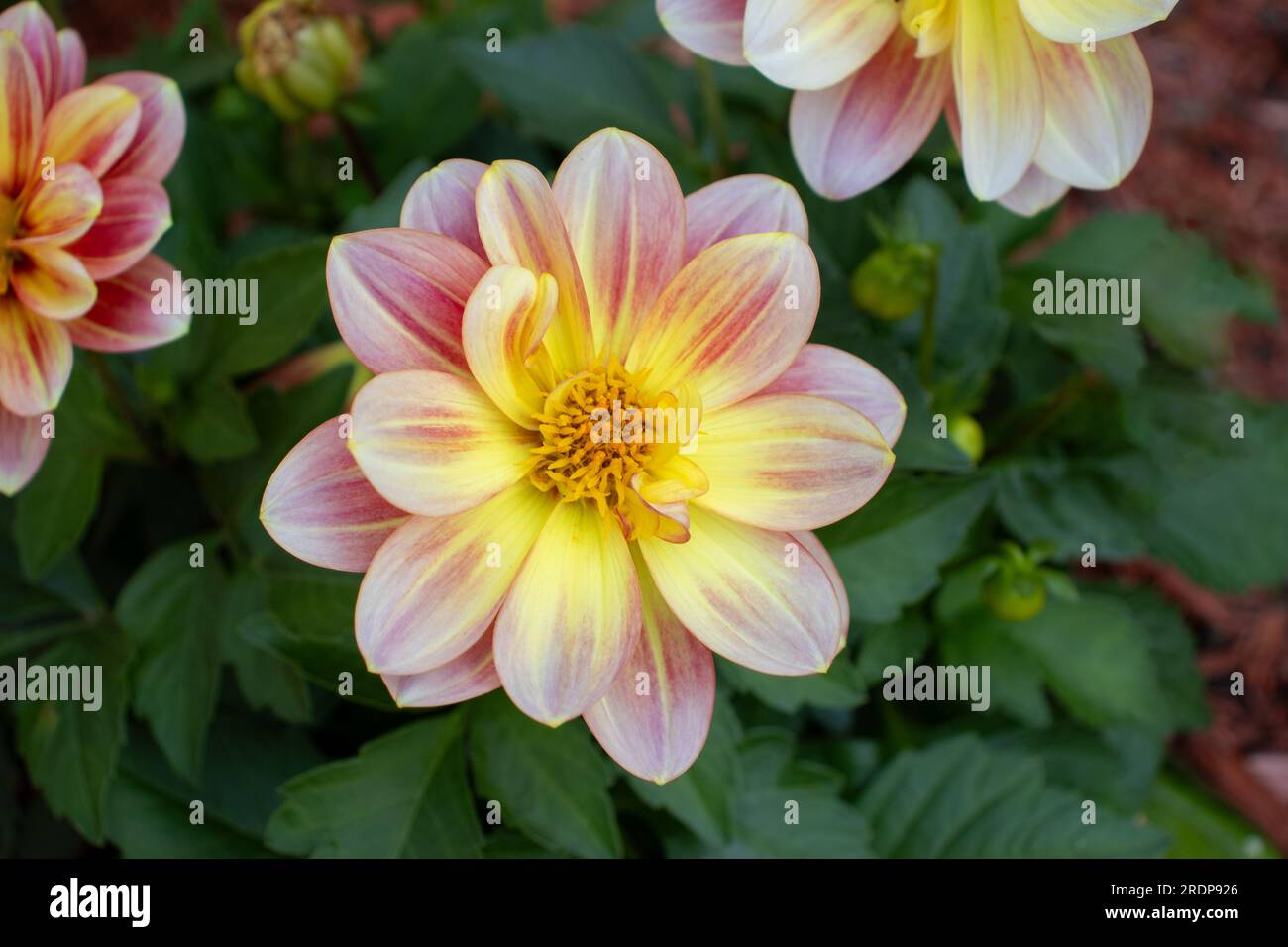 Lebendige Dahlienblume mit gelber Mitte und rosafarbenen Blüten – Nahaufnahme mit unscharfem Hintergrund aus Grün und anderen Blüten. Stockfoto