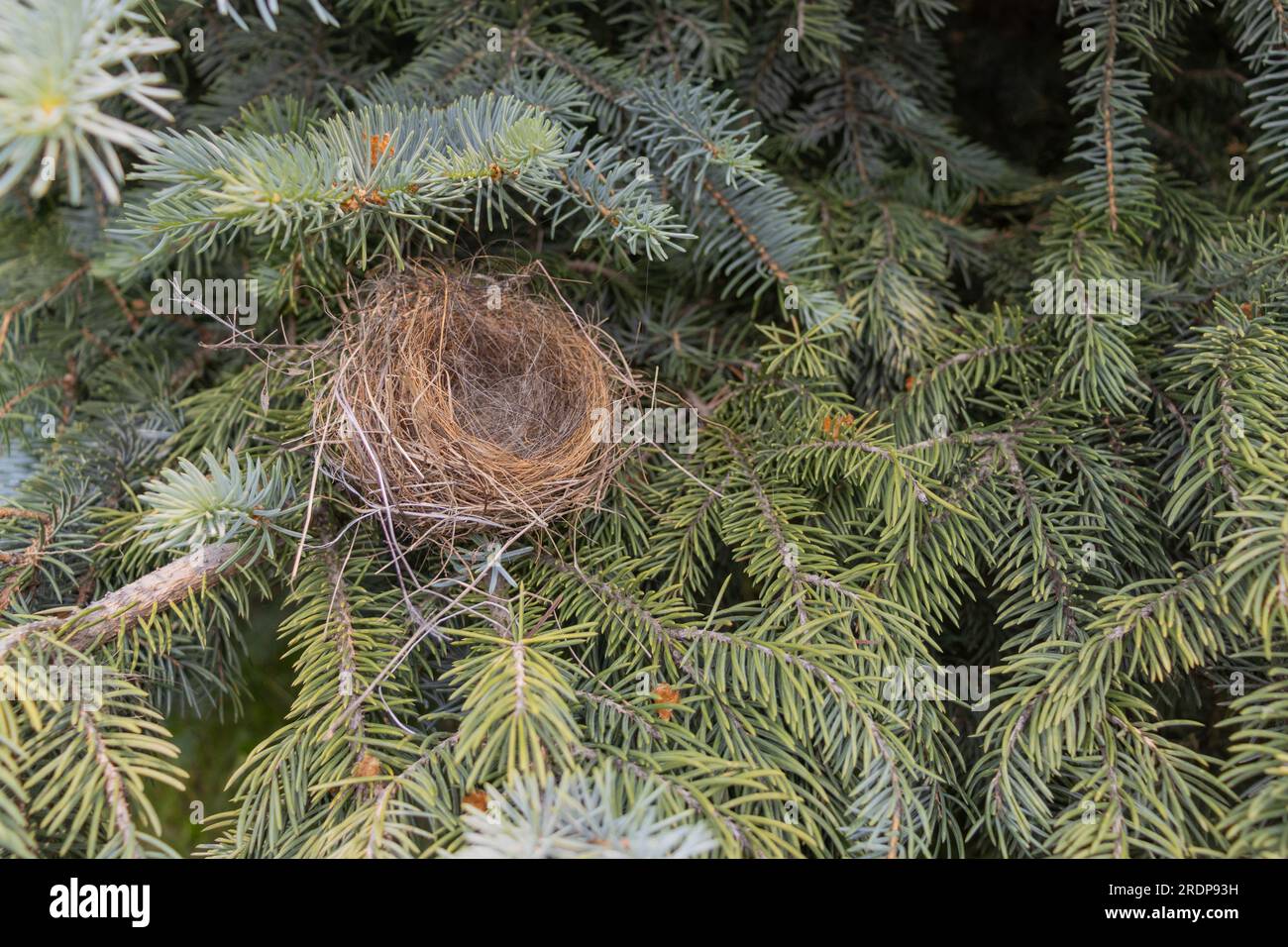 Leeres Vogelnest in Nadelbäumen - Nahaufnahme von trockenen Zweigen und Gräsern - keine Eier oder Babyvögel - grüne Nadeln im Hintergrund - von oben aufgenommen Stockfoto