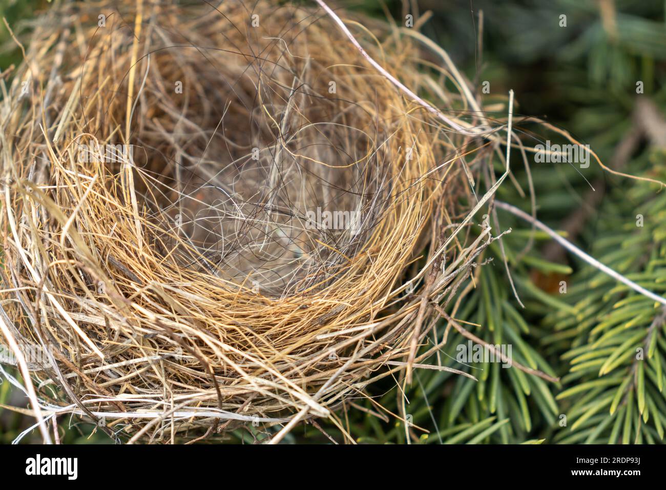 Leeres Vogelnest in Nadelbäumen - Nahaufnahme von trockenen Zweigen und Gräsern - keine Eier oder Babyvögel - grüne Nadeln im Hintergrund - von oben aufgenommen Stockfoto