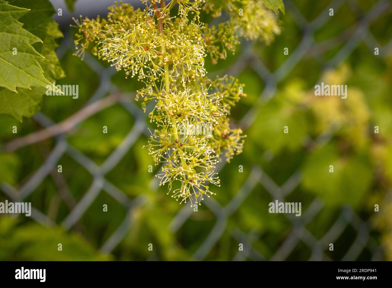Grünblättrige Pflanze mit gelben Blüten - Kettengliederzaun verschwommener Hintergrund Stockfoto