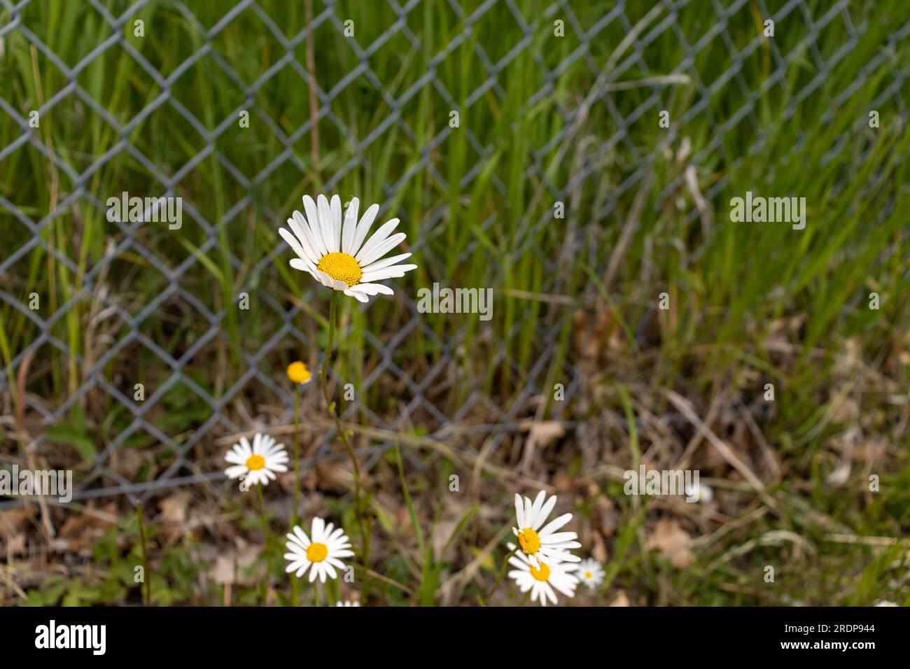 Gänseblümchen-Kettenzaun – weiße Blütenblätter, gelbe Mitte – Metallzaun, Gras, verschwommener Hintergrund Stockfoto