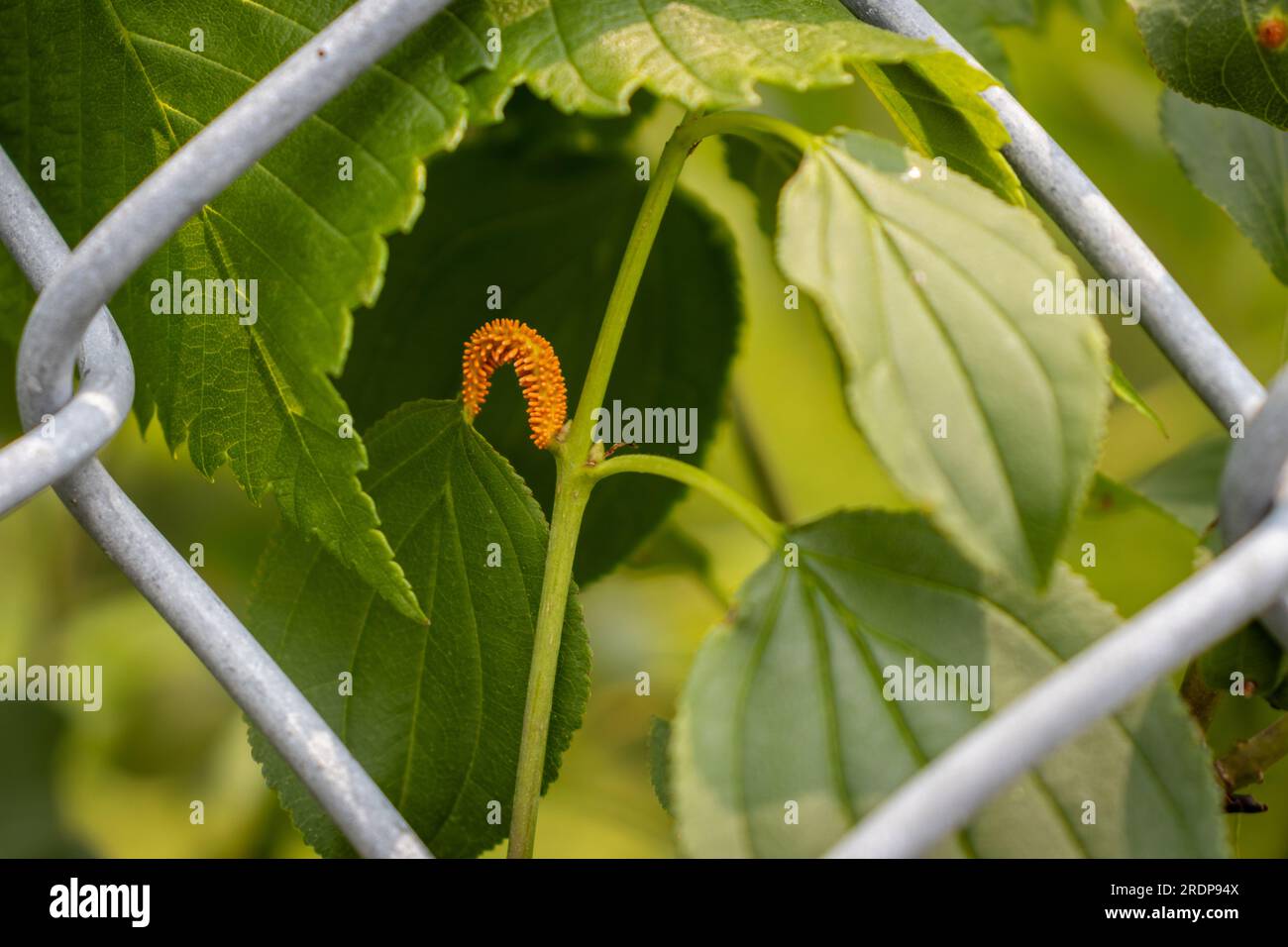 Pflanze wächst durch Kettengliederzaun - Blatt mit Orangenpilz wächst - unscharf grüner Hintergrund Stockfoto