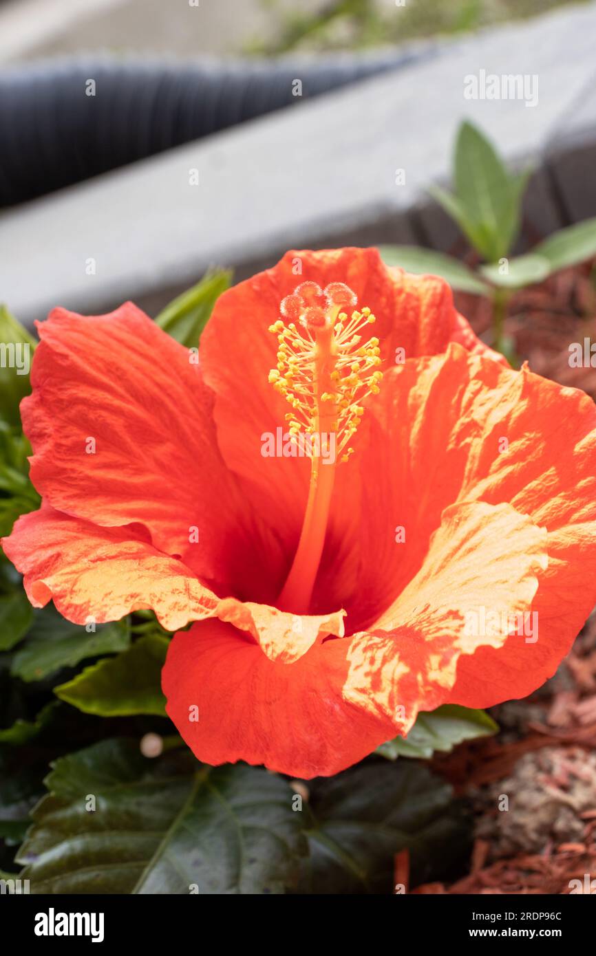 Rote Hibiskusblüte in voller Blüte mit gelbem Stamm und grünen Blättern - unscharfer Hintergrund - niedriger Winkel Stockfoto