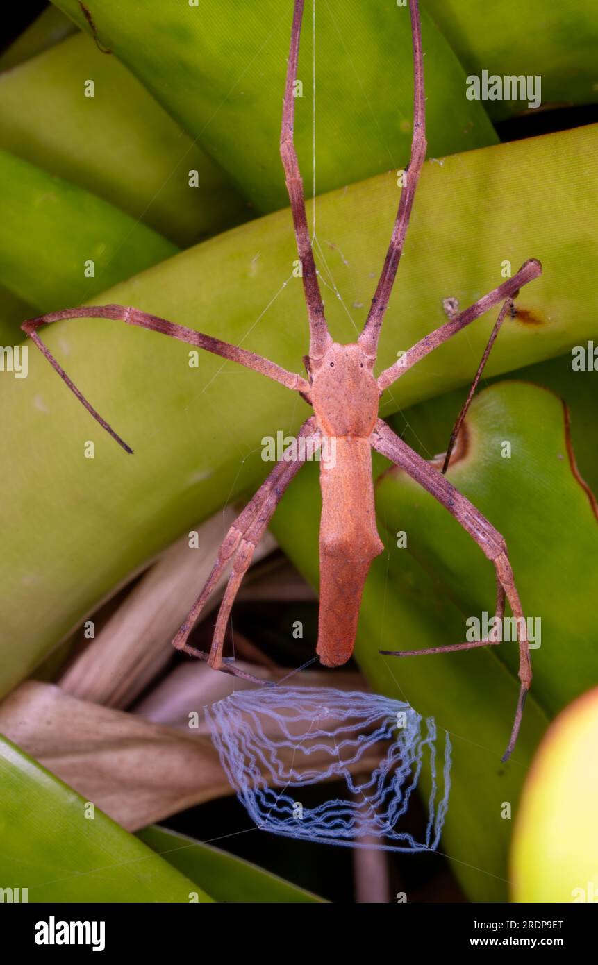 Rufous net-Casting Spider, Deinopsis subrufa, Oger-Faced Spider, mit Netz, Wild, Malanda, Australien. Stockfoto