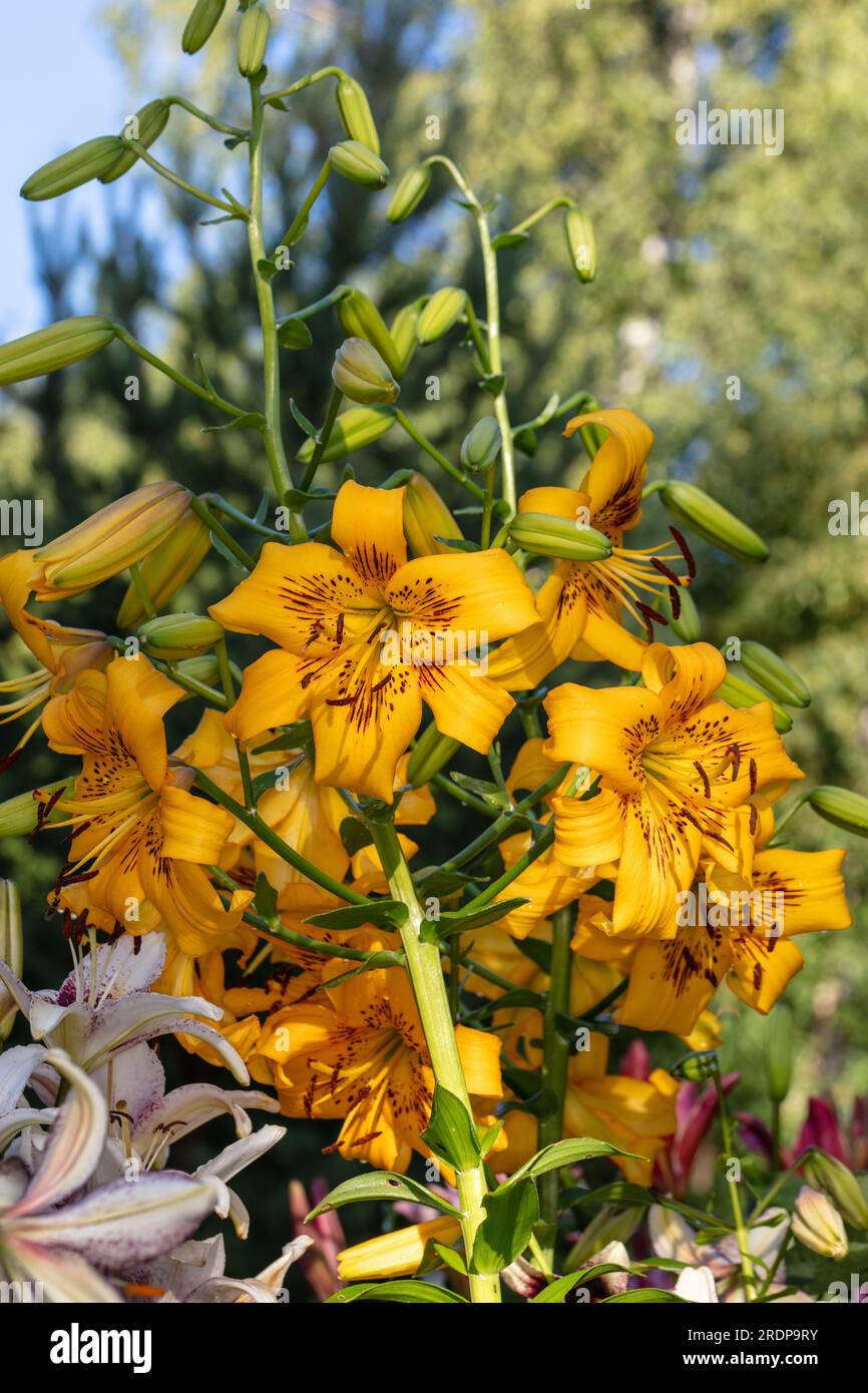 „Yellow Pixels“ Asiatische Lily, Asiatik lilja (Lilium asiatica) Stockfoto