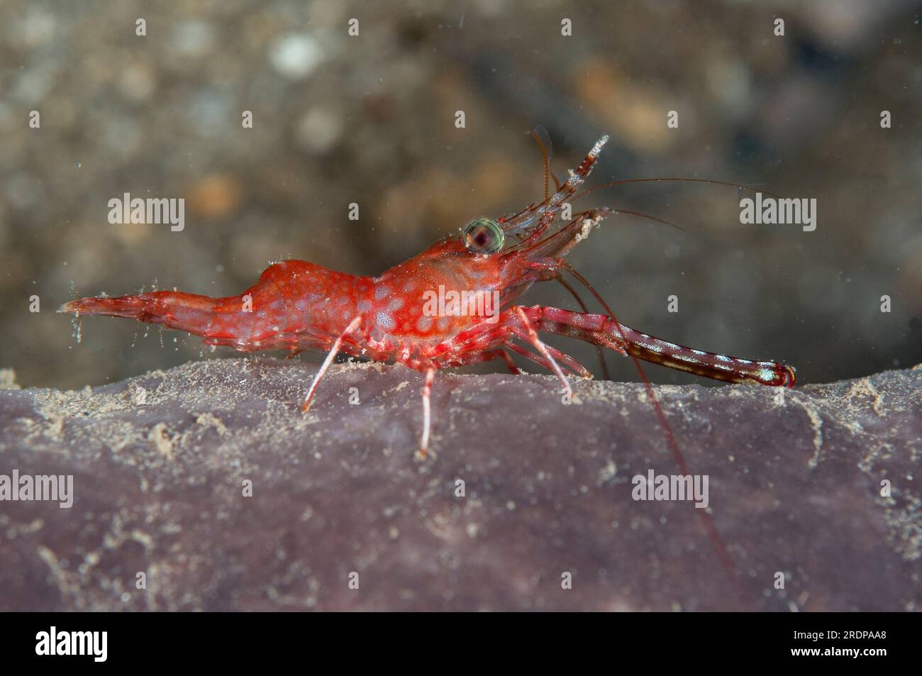 Henderson's Scharge-Beak Shrimp, Cinetorhynchus hendersoni, Nachttauchen, Minahasa Lagoon House Reef, Manado, Sulawesi, Indonesien Stockfoto