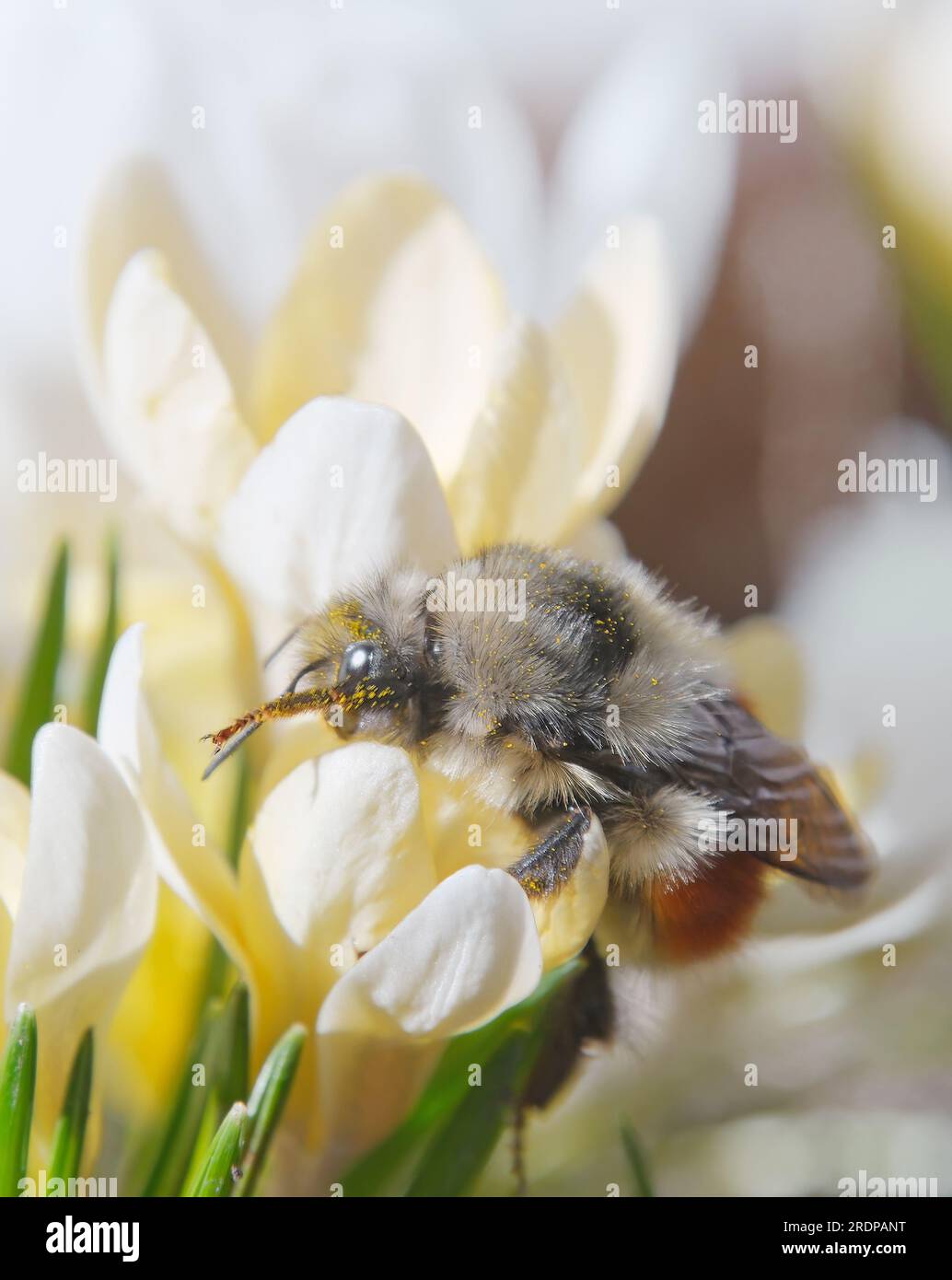 Einheimische Hummeln bedeckt mit Pollen auf einem gelben Krokus im Frühling Nahaufnahme. Stockfoto