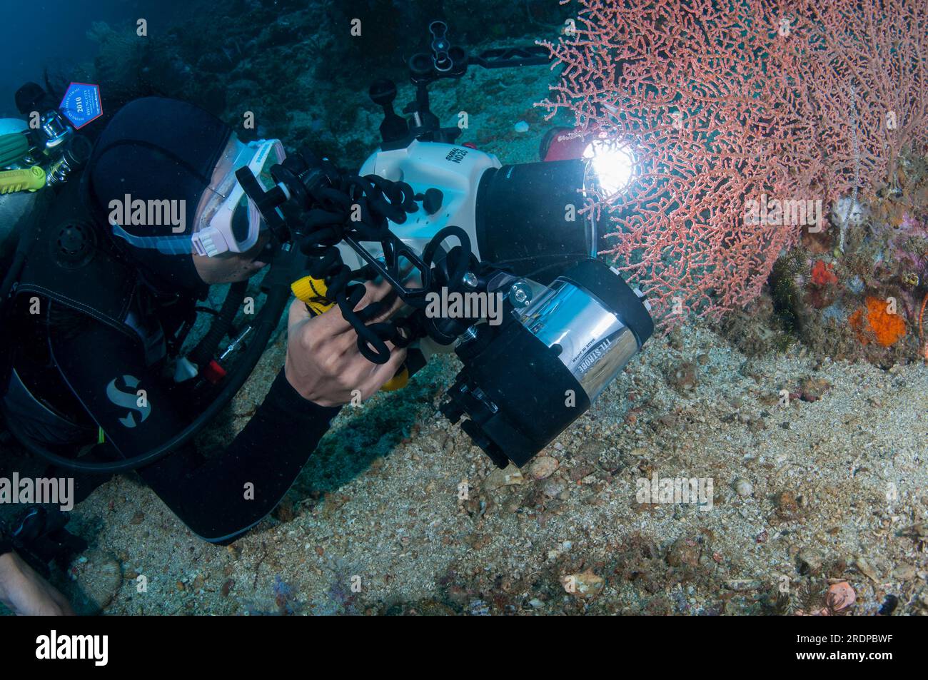 Taucher, Modell veröffentlicht, macht Unterwasserfoto von Gorgonian Sea Fan, Muricella sp, Pulau Putus Tauchplatz, Lempriv Straits, Sulawesi, Indonesien Stockfoto