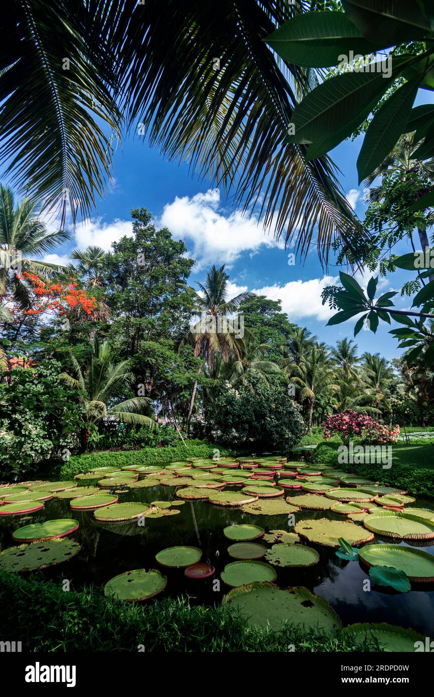 victoria Riesenwasserlilie Teich in wunderschönem tropischen asiatischen Landschaftsgarten Stockfoto