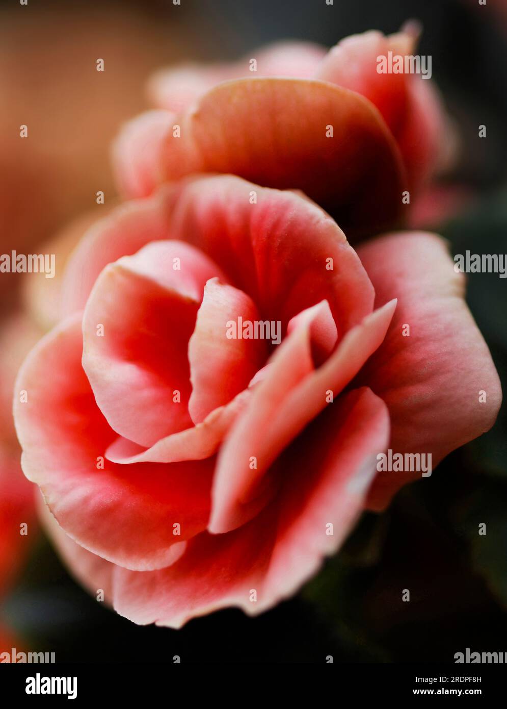 Rosa Begonia-Blumen wunderschönes romantisches Makrobild - Intimes Begonia-Blütenfoto Nahaufnahme weicher Fokus Hintergrund Stockfoto