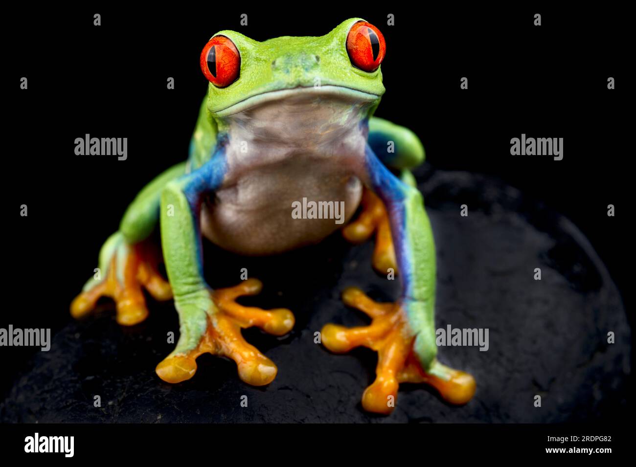 Rotäugigen Baumfrosch (Agalychnis Callidryas) Stockfoto