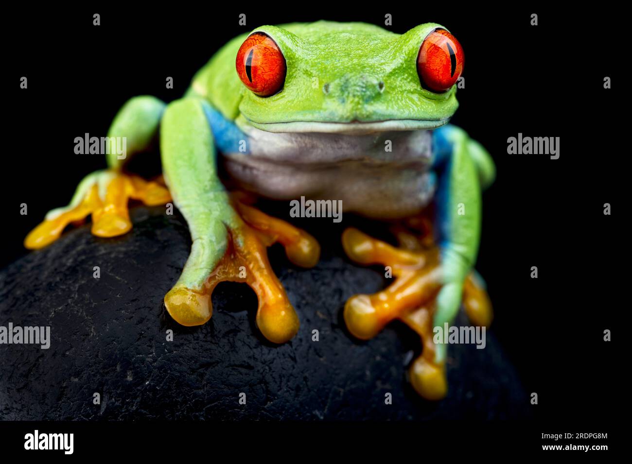 Rotäugigen Baumfrosch (Agalychnis Callidryas) Stockfoto