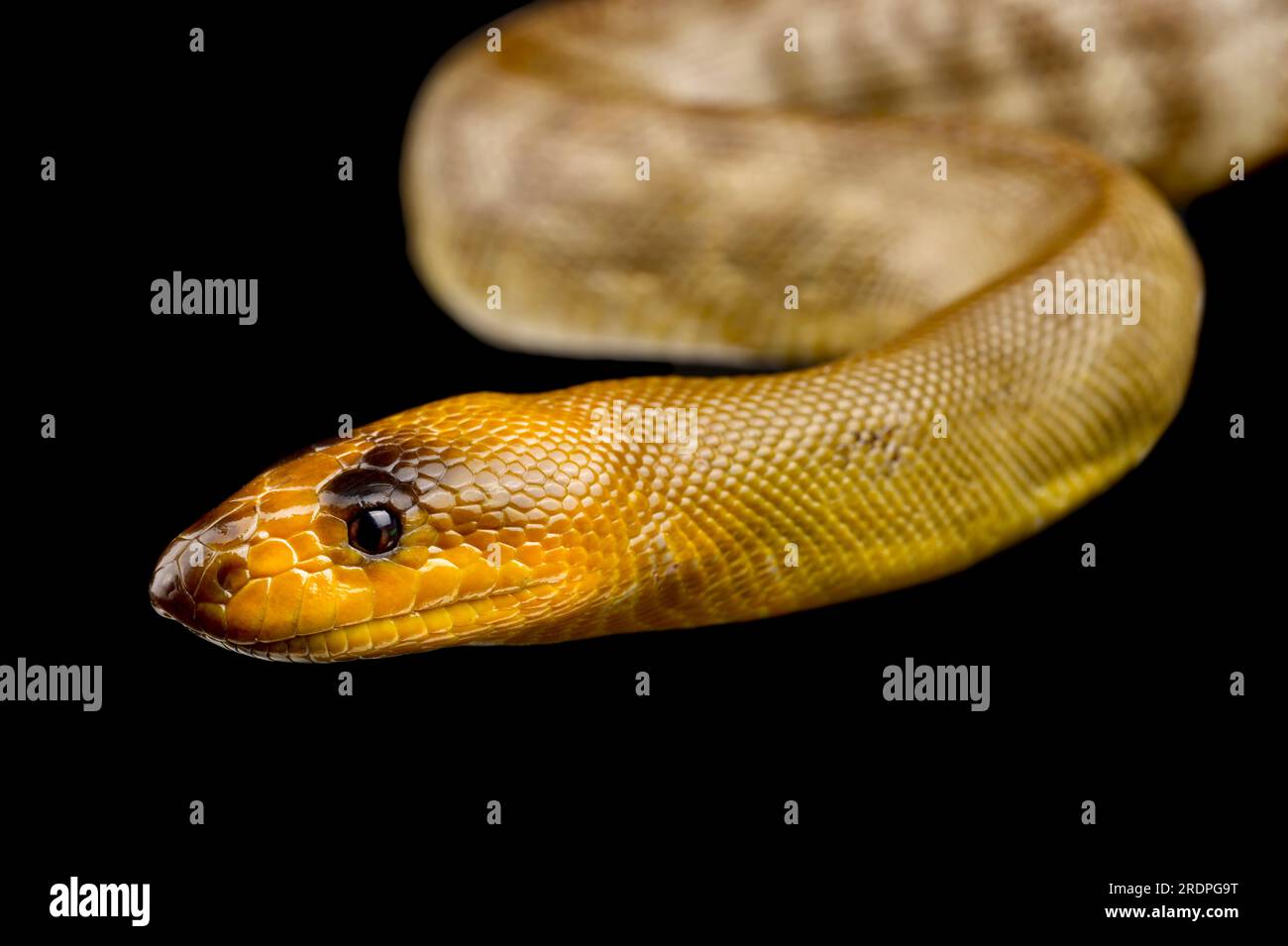 WOMA-Python (Aspirines ramsayi) Stockfoto