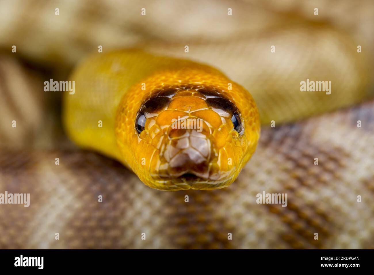 WOMA-Python (Aspirines ramsayi) Stockfoto