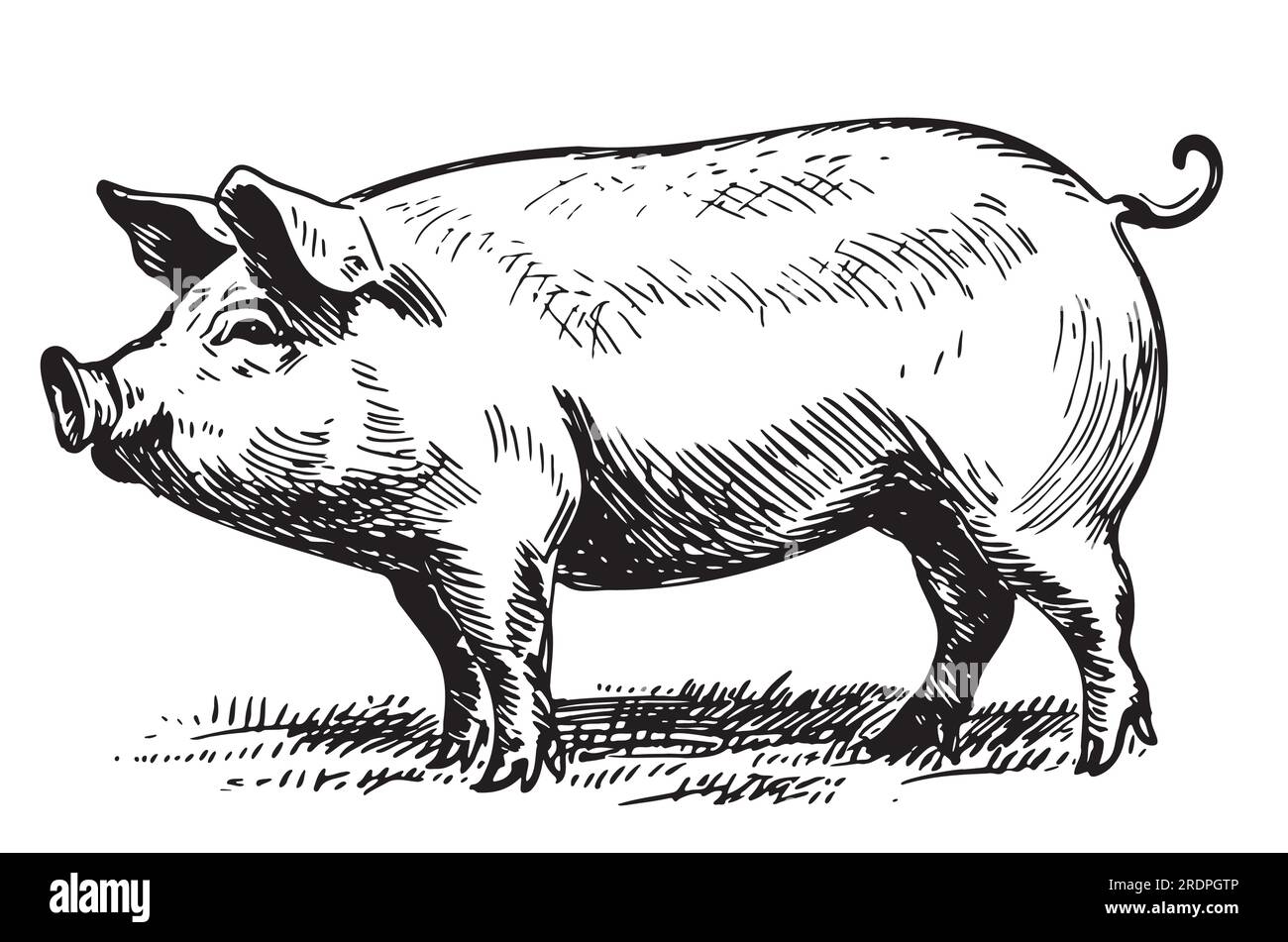 Das Fettschwein in der graphischen Landwirtschaft und in der Tierhaltung Stock Vektor