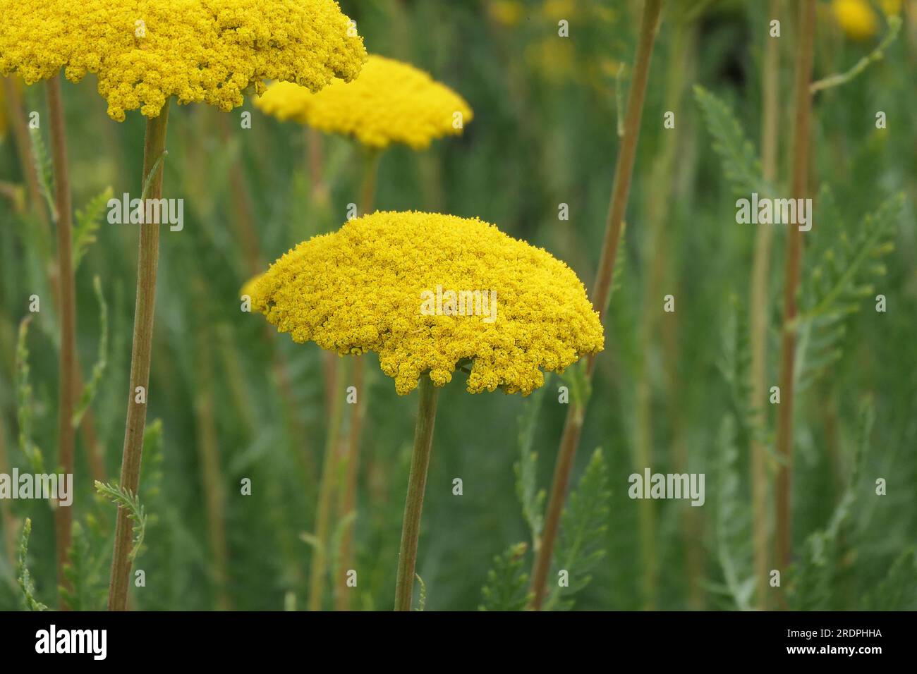Nahaufnahme der gelben, flachen Blüten des blühenden, krautigen Gartens, mehrjährige achillea filipendulina parkers Variante oder Yarrow. Stockfoto