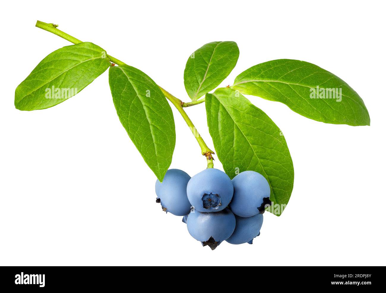 Zweig reifer Blaubeeren, isoliert auf weißem Hintergrund Stockfoto