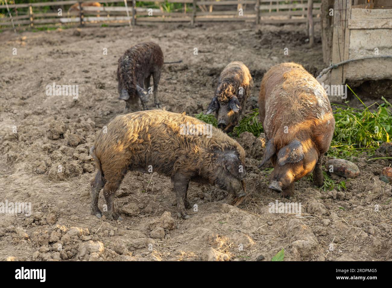 Wollschwein-Mangalica mit lockigem, kraulem Mantel Stockfoto