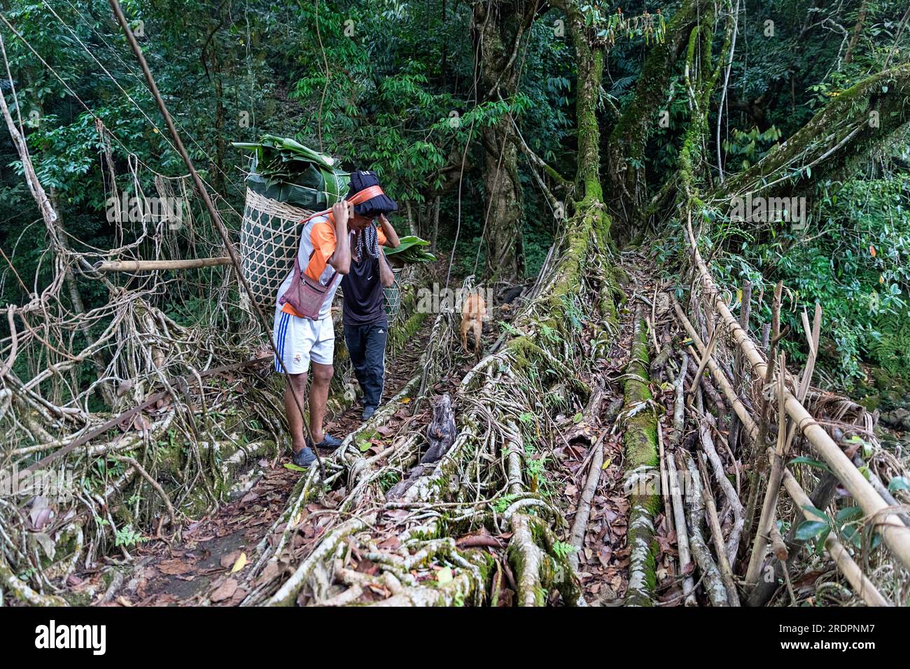 Einheimische Kinder überqueren die spektakuläre zweispurige lebende Wurzelbrücke in der Nähe des Dorfes Padu, Meghalaya, Indien Stockfoto