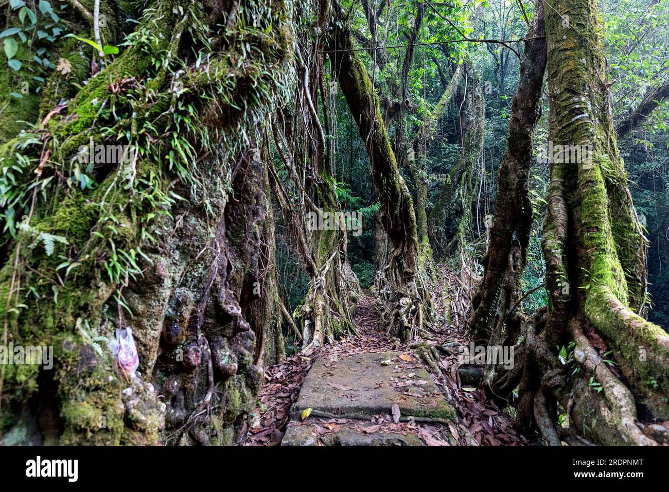 Spektakuläre zweispurige lebende Wurzelbrücke in der Nähe des Dorfes Padu, tief im Canyon, umgeben von tropischen Wäldern, Meghalaya, Indien Stockfoto