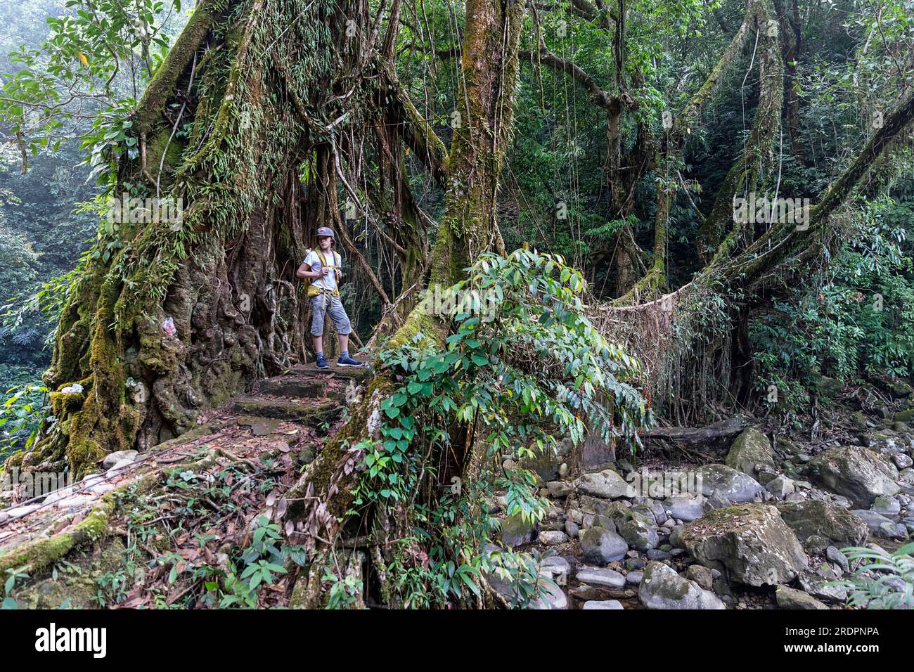 Touristenwandern auf einem Wanderweg zur Double Lane Living Root Bridge in der Nähe des Dorfes Padu, tief im Canyon, umgeben von tropischem Wald, Indien Stockfoto