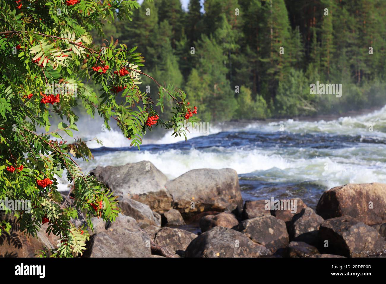 Reife Bergaschebeeren vor dem Sturmforsen in der Schwedischen Pite. Stockfoto