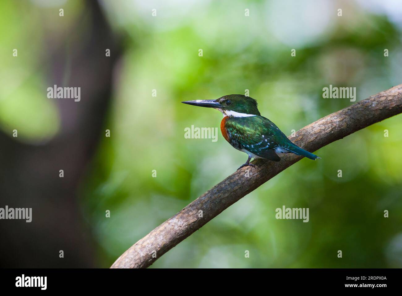 Green Kingfisher, Chloroceryle americana, in einem Mangrovenwald auf Coiba Island, Pazifikküste, Provinz Veraguas, Republik Panama, Mittelamerika. Stockfoto