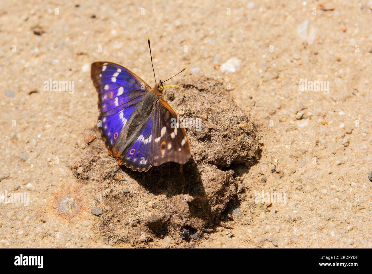 Ein Schmetterling auf der Suche nach Essen Stockfoto