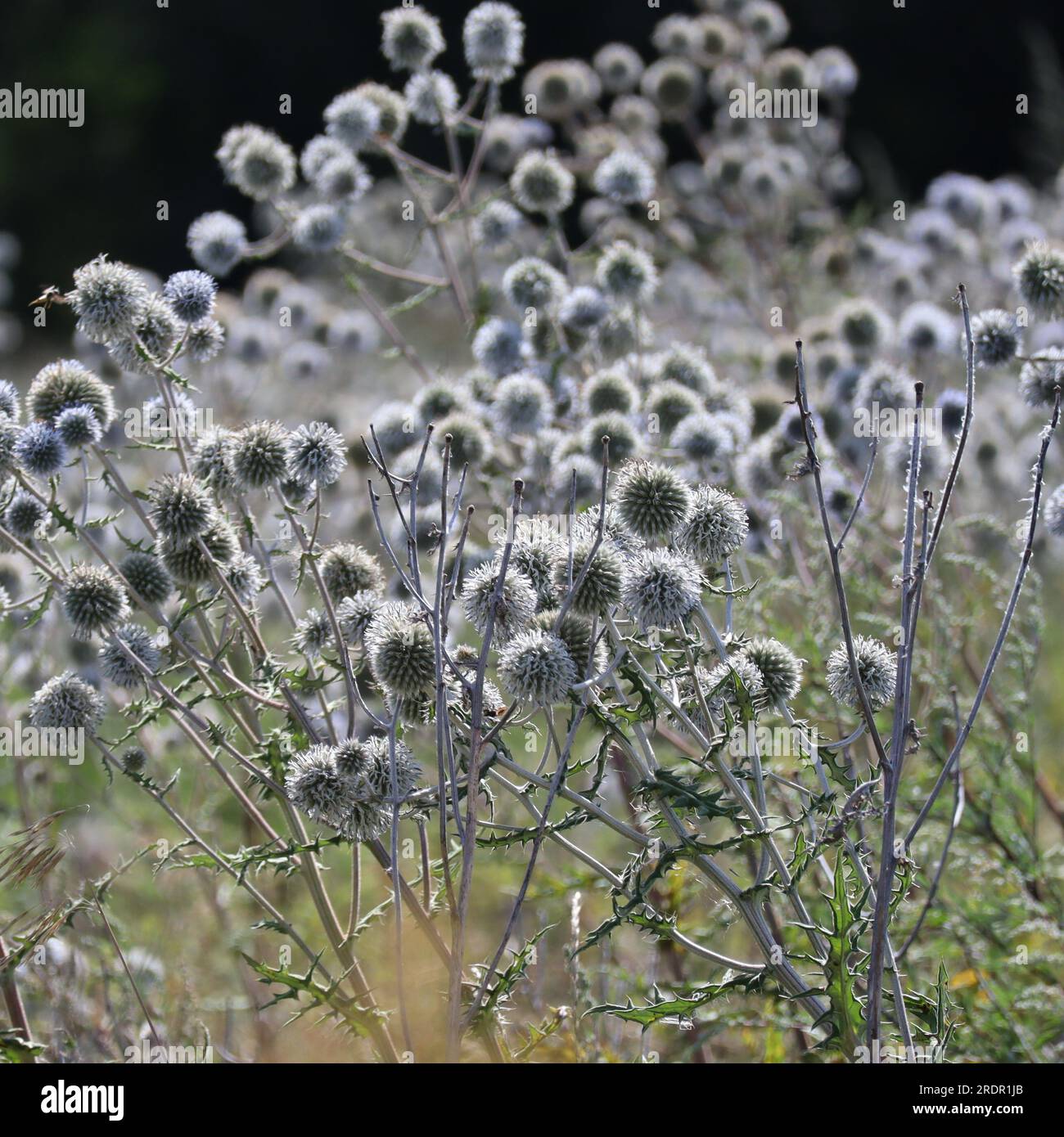 Großes Feld mit Globe-Disteln Stockfoto