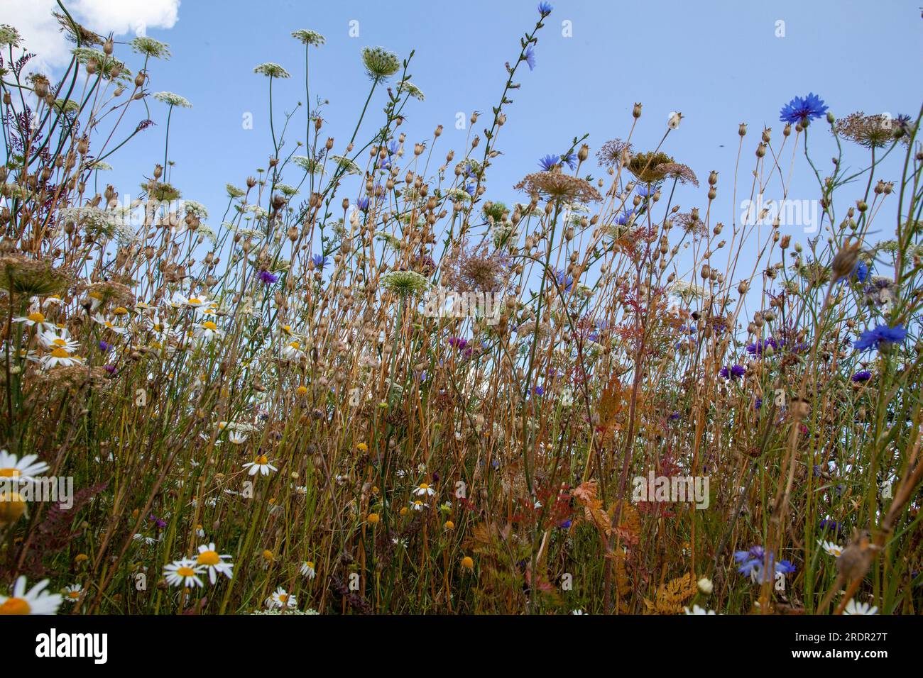 Yeo Valley ist der Organic Garden, in Blagdon, Somerset Stockfoto