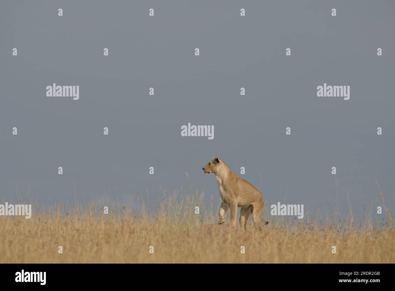 Eine Löwin, die auf einem Felsen in Savannah Grass in Masai Mara in Kenia, Afrika, steht Stockfoto