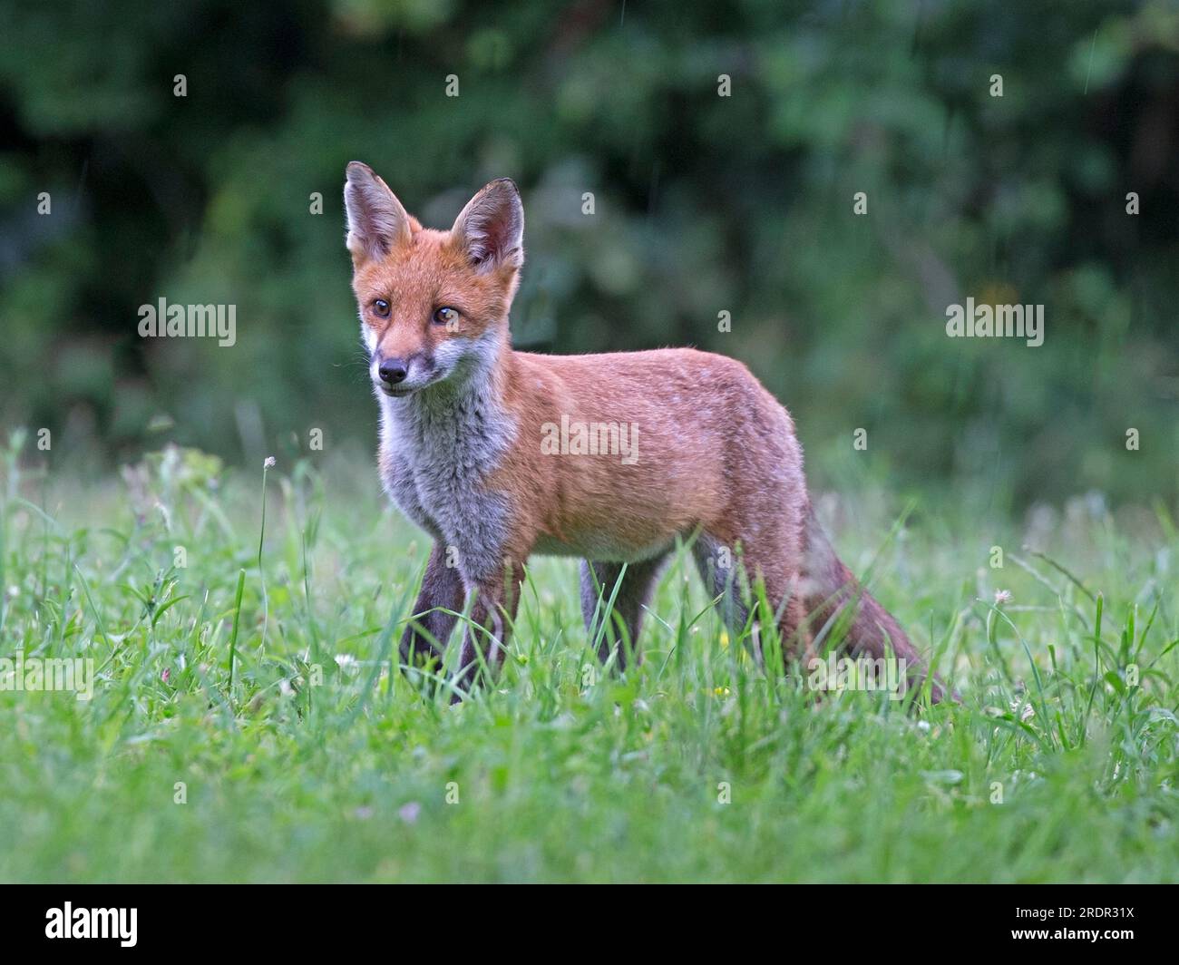 Rotfuchsjunge steht Stockfoto