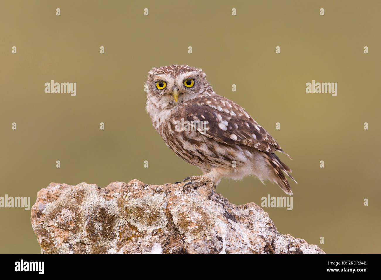 Kleine Eule Athen noctua, Erwachsener auf Stein, Toledo, Spanien, Juli Stockfoto
