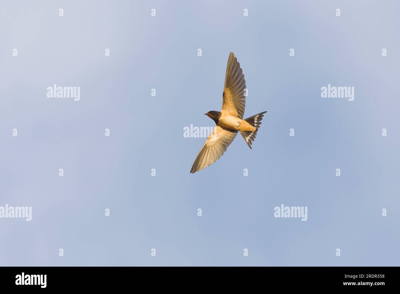 Scheune Swallow Hirundo rustica, Juvenile Flying, Toledo, Spanien, Juli Stockfoto