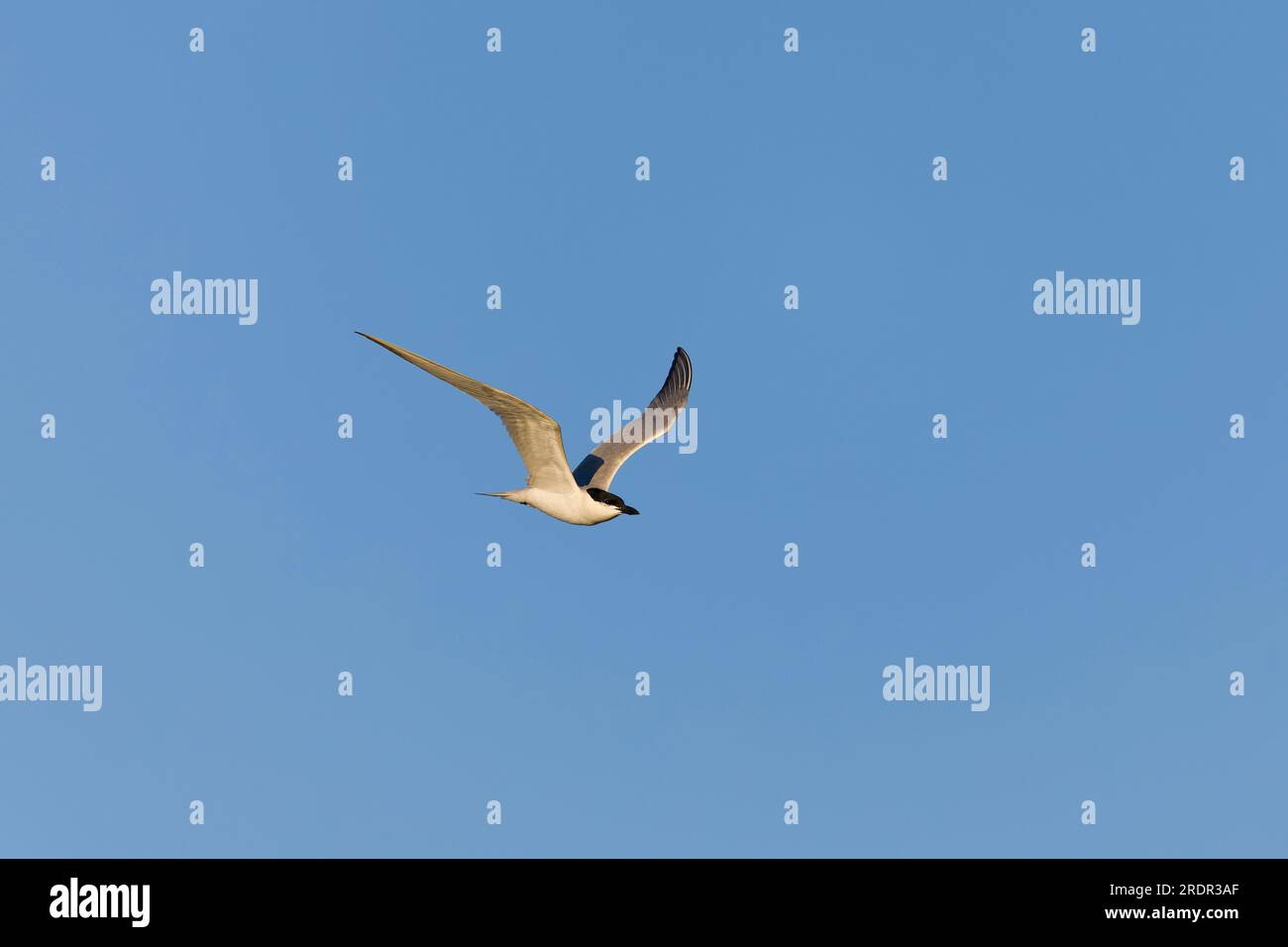 Gelochelidon nilotica, Zuchtspuppe, Erwachsener fliegt, Toledo, Spanien, Juli Stockfoto