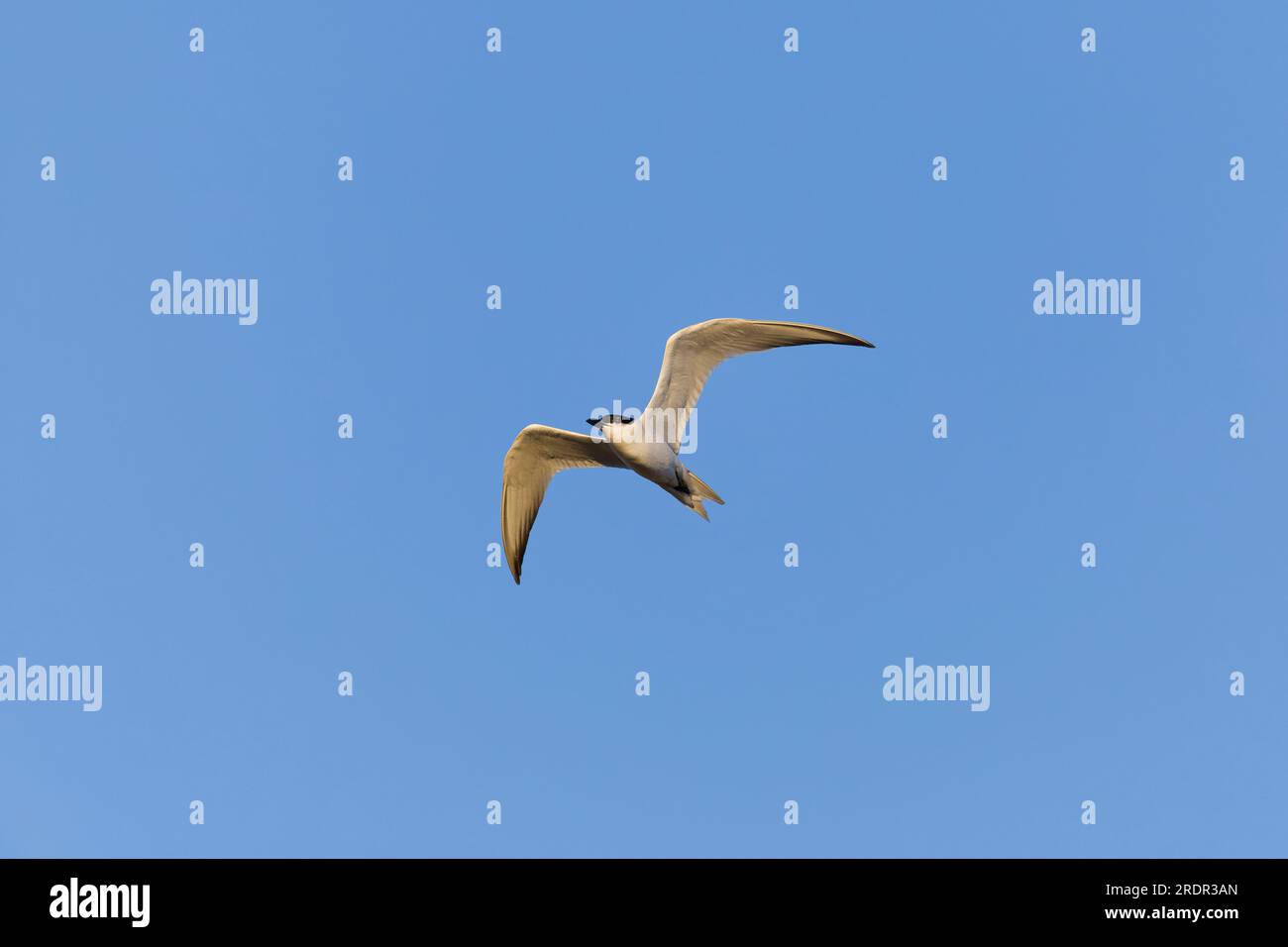 Gelochelidon nilotica, Zuchtspuppe, Erwachsener fliegt, Toledo, Spanien, Juli Stockfoto