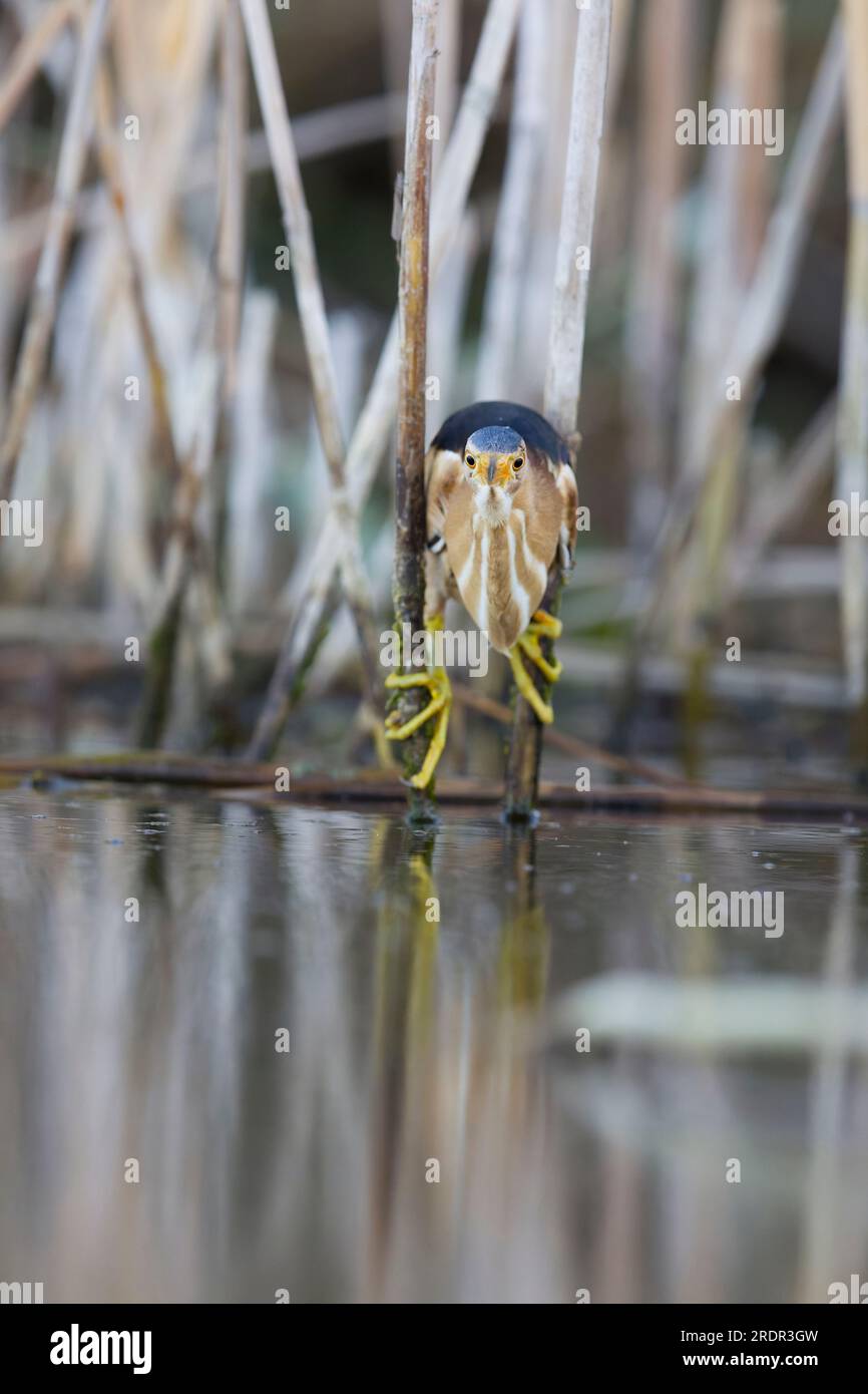 Kleiner Bitter Ixobrychus minutus, erwachsener Mann auf Schilf, Toledo, Spanien, Juli Stockfoto