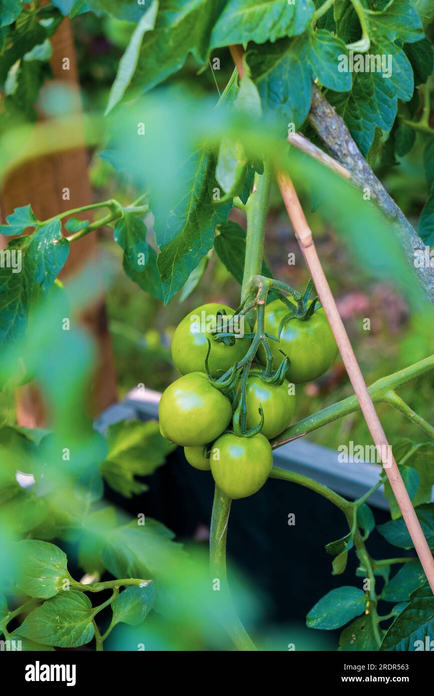 Blick auf junge grüne Tomaten in einem Gemüsegarten durch Tomatenblätter Stockfoto