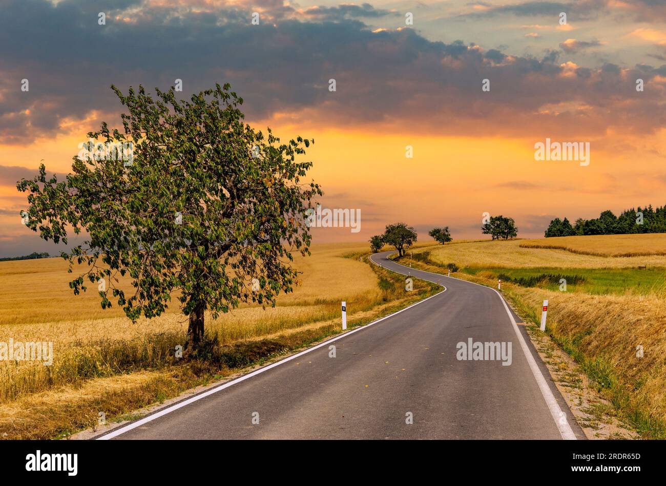 Straße zwischen sommerlichen reifen Feldern und Kirschbäumen Stockfoto