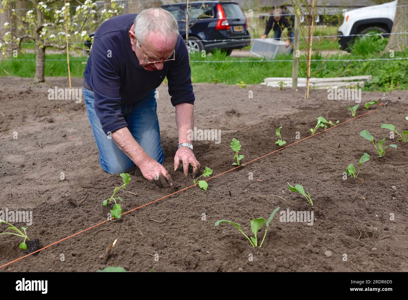 Der kniende Mann macht ordentliche Reihen von jungen Grünkohl in seinem Raum mit Hilfe einer eng gezogenen Schnur Stockfoto Der kniende Mann macht ordentliche Reihen von jungen Grünkohl in seinem Raum mit Hilfe einer eng gezogenen Schnur Stockfoto