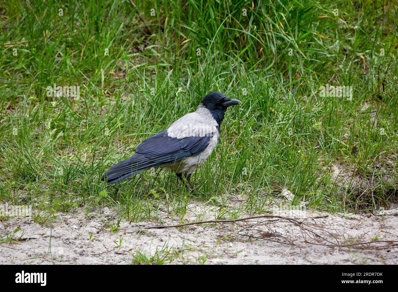 Bild einer gefiederten Tierkrähe mit Kapuze auf grünem Gras Stockfoto